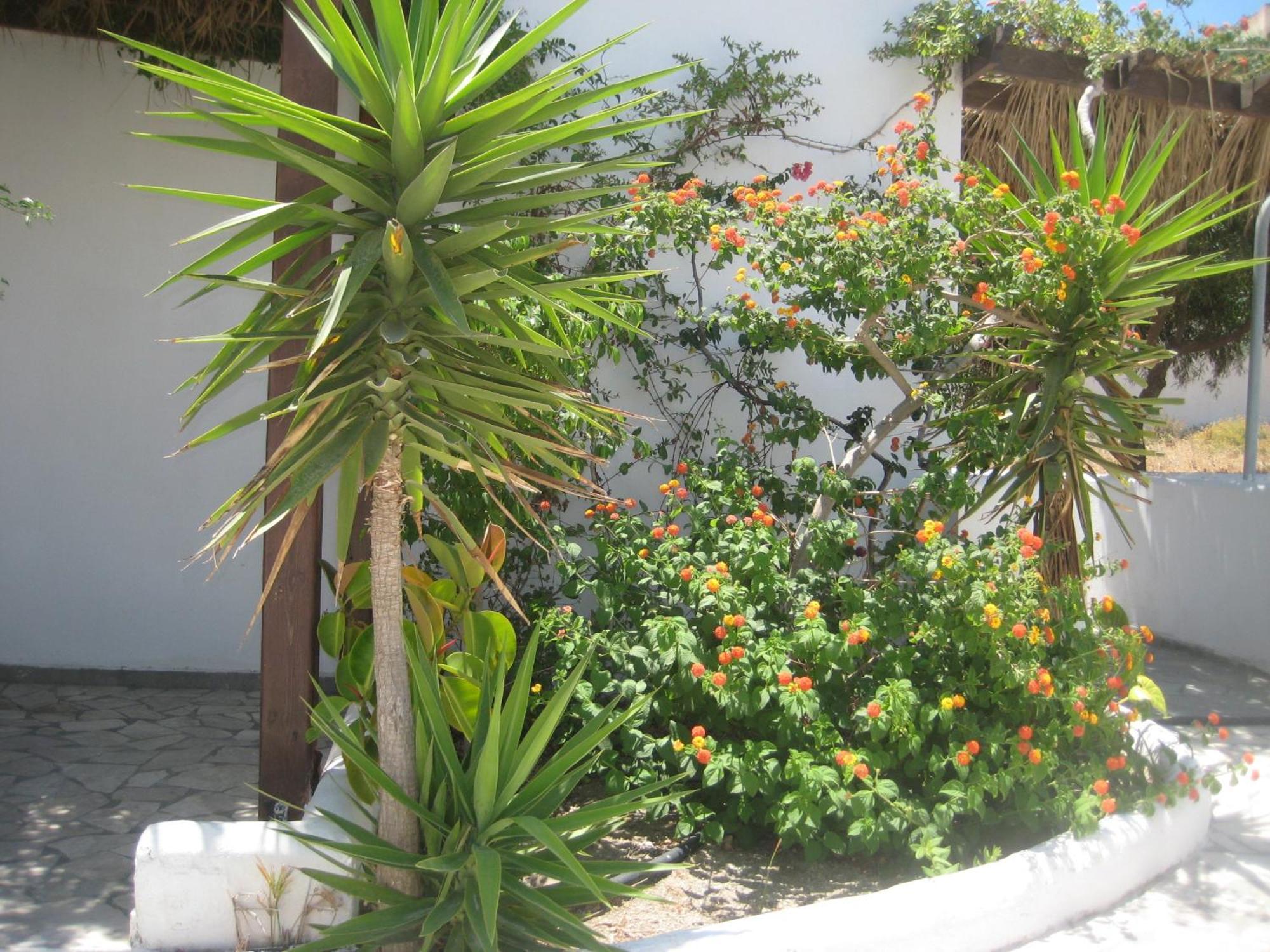 Vocamvilia Apartments * Kamari (Santorini)